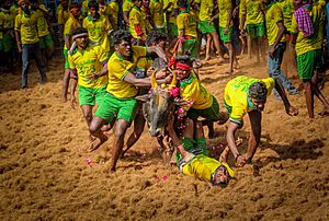 Jallikattu in Tamil Nadu