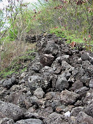 Kamoa Point overgrown ruins