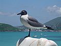 Laughing gull St Thomas