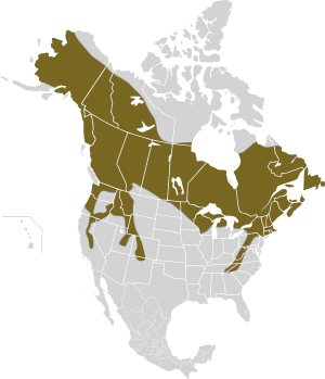 Lepus americanus map.svg