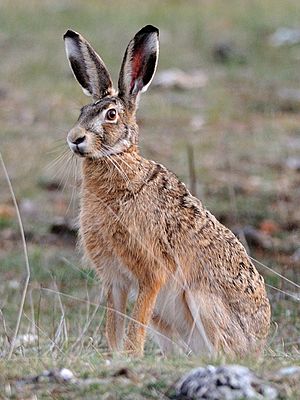 Lepus europaeus (Causse Méjean, Lozère)-cropped.jpg