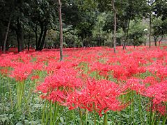 Lycoris radiata Ans1