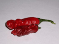 Mature peter red chili next to a dried pod.PNG