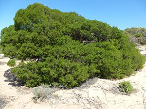 Melaleuca cardiophylla (habit).JPG