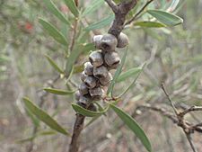 Melaleuca megalongensis fruit