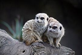 Melbourne Zoo meerkats