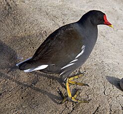 Moorhen 1c (5370646255).jpg