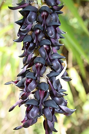 Mucuna pruriens flower.jpg