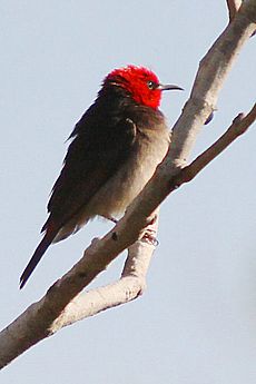 Myzomela erythrocephala