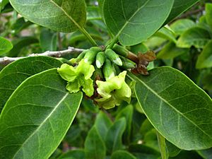 Nothocestrum breviflorum (4741001594).jpg