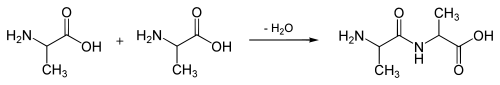 Peptide bond formation