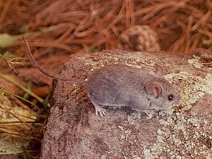 Peromyscus melanotis.jpg