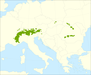 Pinus cembra range.svg