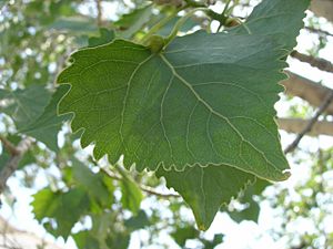 Populus fremontii ssp. fremontii 001