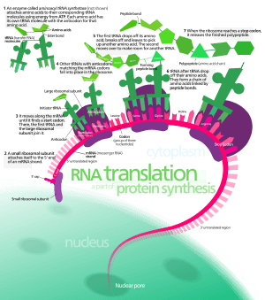 Protein synthesis