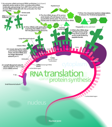 Protein synthesis