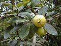 Psidium guajava fruit2.jpg