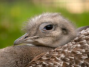 Pterocnemia pennata head Edinburgh Zoo