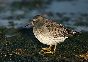 Purple Sandpiper winter