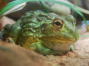 Pyxicephalus adspersus, Boston Aquarium.jpg