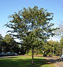 RN Ulmus parvifolia (Hilversum).JPG