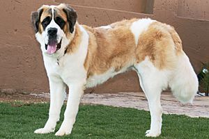 Saint-bernard-standing