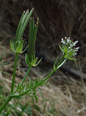 Scandix pecten-veneris flowers and fruits.jpg