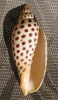 Scaphella junonia.jpg