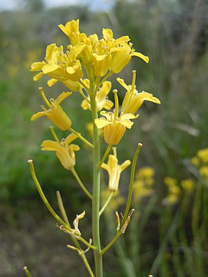 Schoenocrambe linifolia.jpg