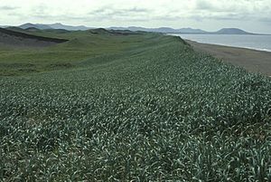 St. Paul Island, Sand dune habitat Pribilof Islands