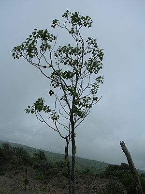 Starr 060325-6750 Zanthoxylum hawaiiense.jpg