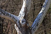 Sycamore trunk and branches