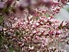 Tamarix gallica bloemen.jpg