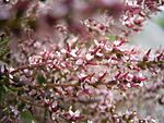 Tamarix gallica bloemen.jpg