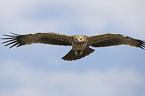 Tawny Eagle (Aquila rapax) 1