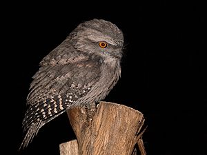 Tawny frogmouth wholebody444