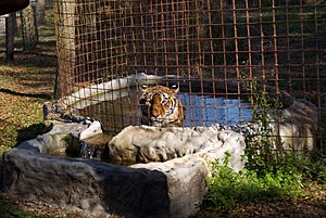 Tiger at Big Cat Rescue