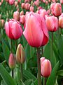 Tulip - floriade canberra