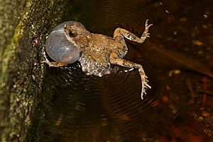 Tungara Frog (Engystomops pustulosus) Calling