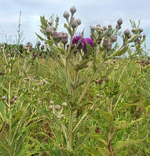 Vernonia missurica.jpg