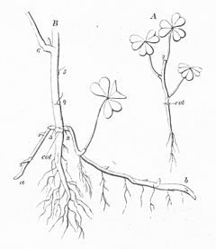 Warming-Skudbygning-Fig21-Oxalis-stricta