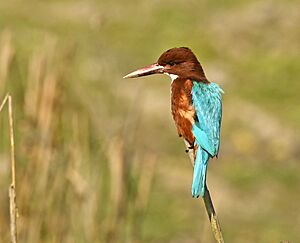 White-throated Kingfisher AMSM5820