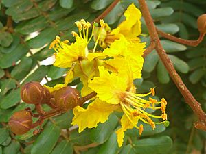 Yellow flamboyant flower