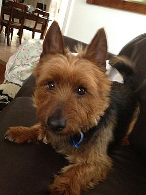 Young Male Australian Terrier