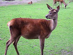 Zoo-Dortmund-IMG 5549-a.jpg