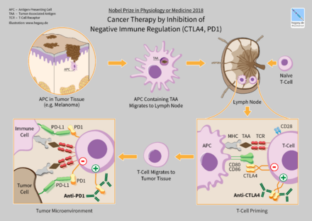 11 Hegasy CTLA4 PD1 Immunotherapy