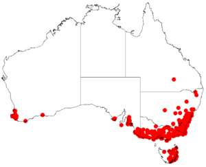 Acacia mearnsiiDistMap582.png