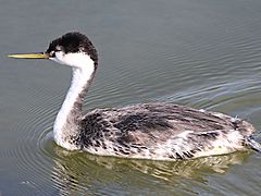 Aechmophorus occidentalis-swimming