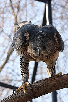 African Crowned Eagle 2