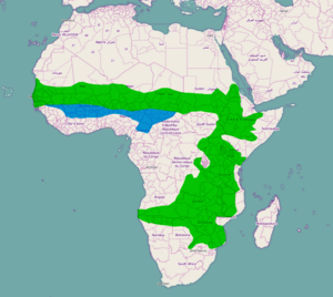 Afrika-Verbreitungsgebiet-Lamprotornis chalybaeus.png